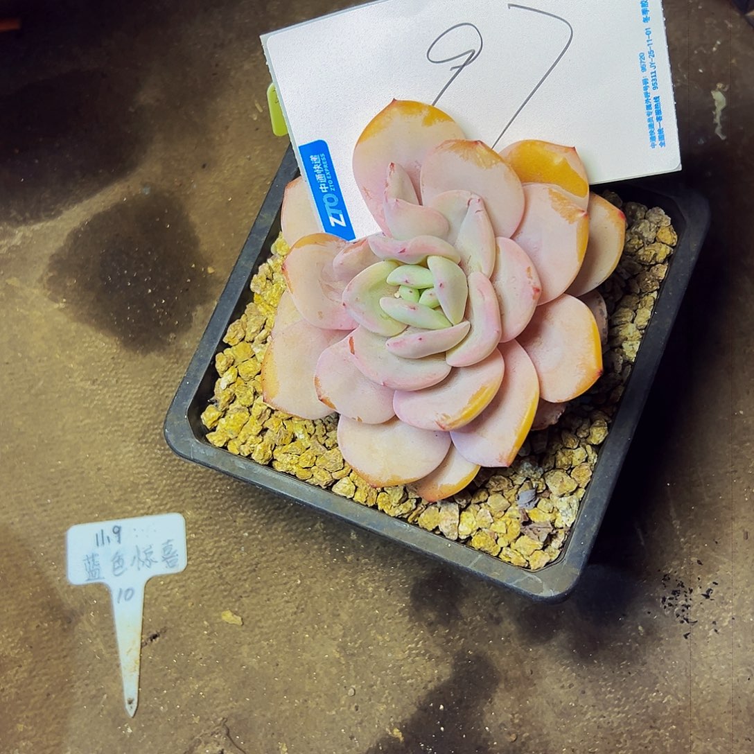 ^***笑97号一物一拍带盆