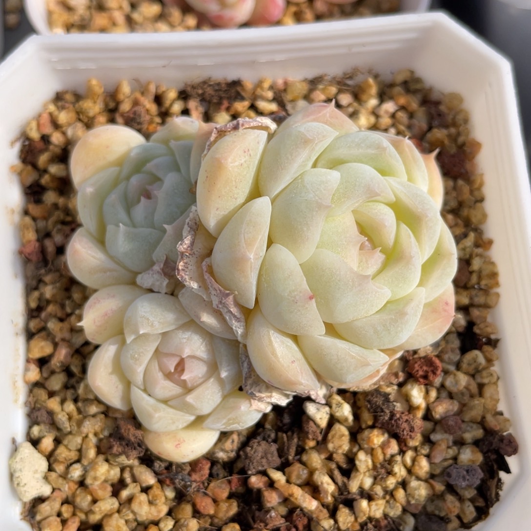 优选珍妮多肉福利2601