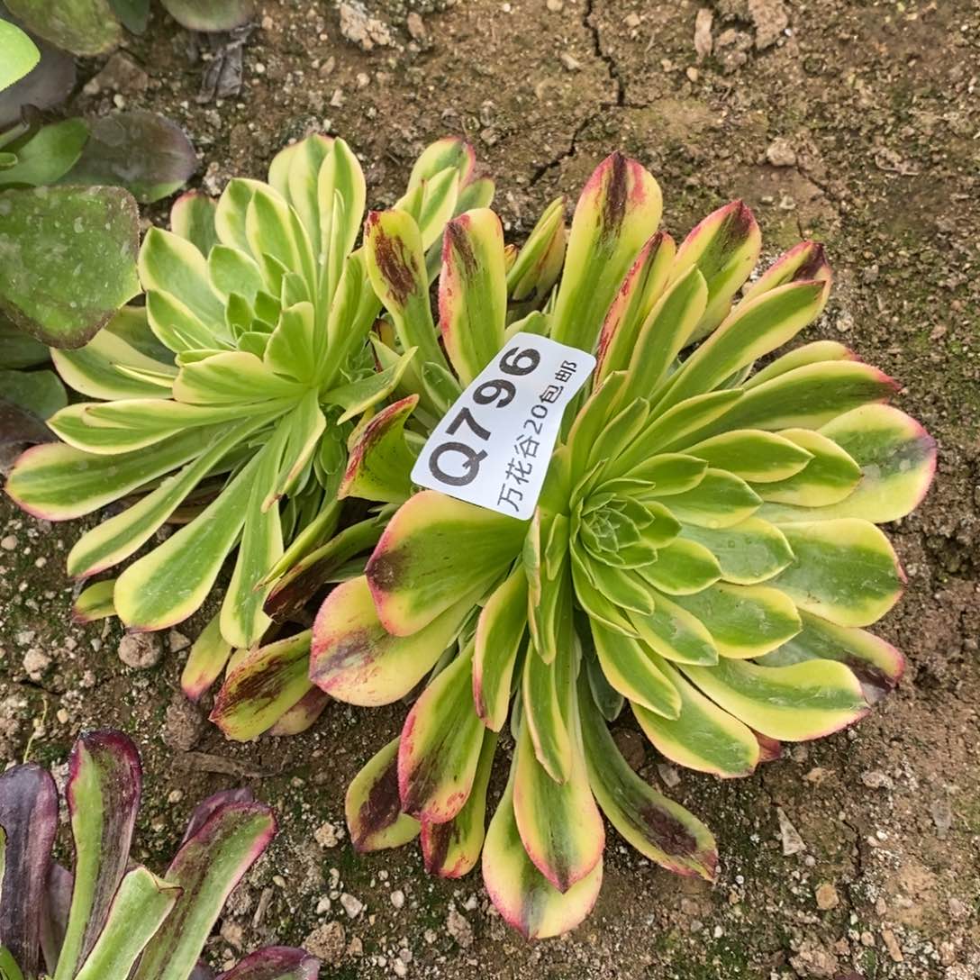 796莫兰迪多肉植物