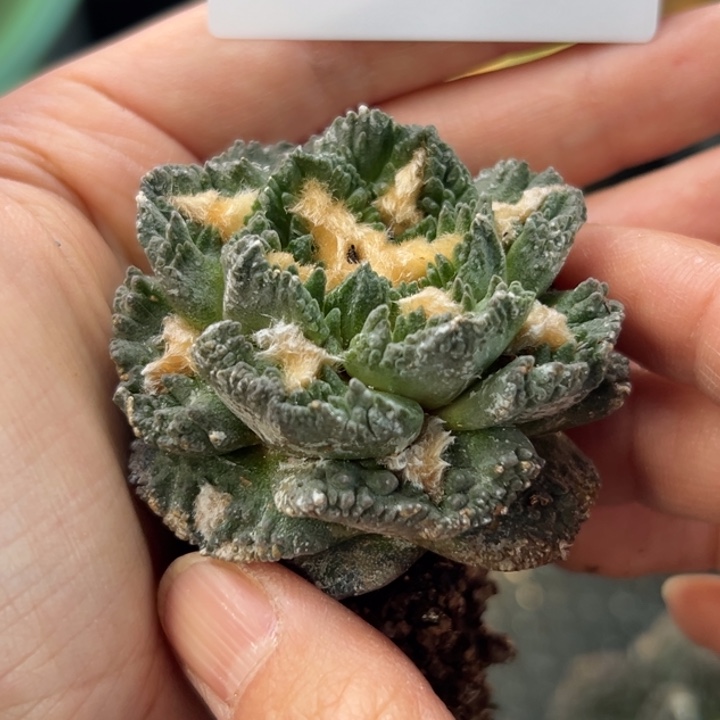 133脱土带根发货