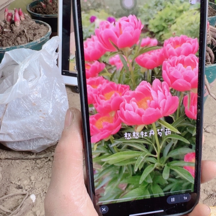 当前无花栽培后可以开花超级珊瑚