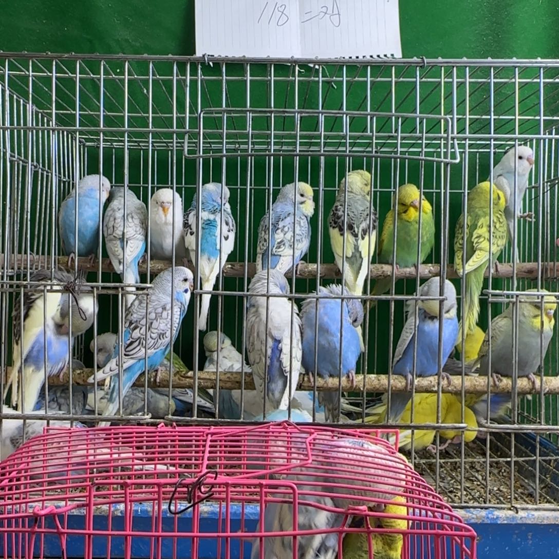 虎皮鹦鹉大头鹦鹉