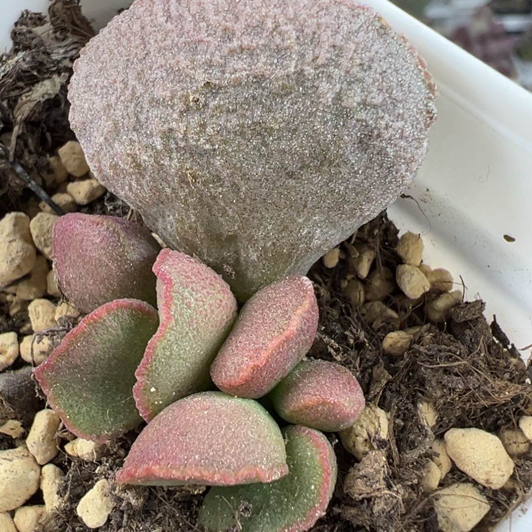 实生底叶苗多肉植物水泡