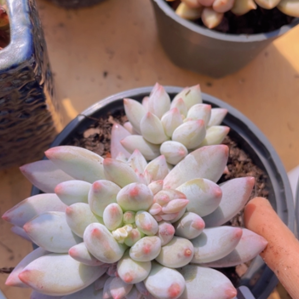 【闪购商品】所罗门19116