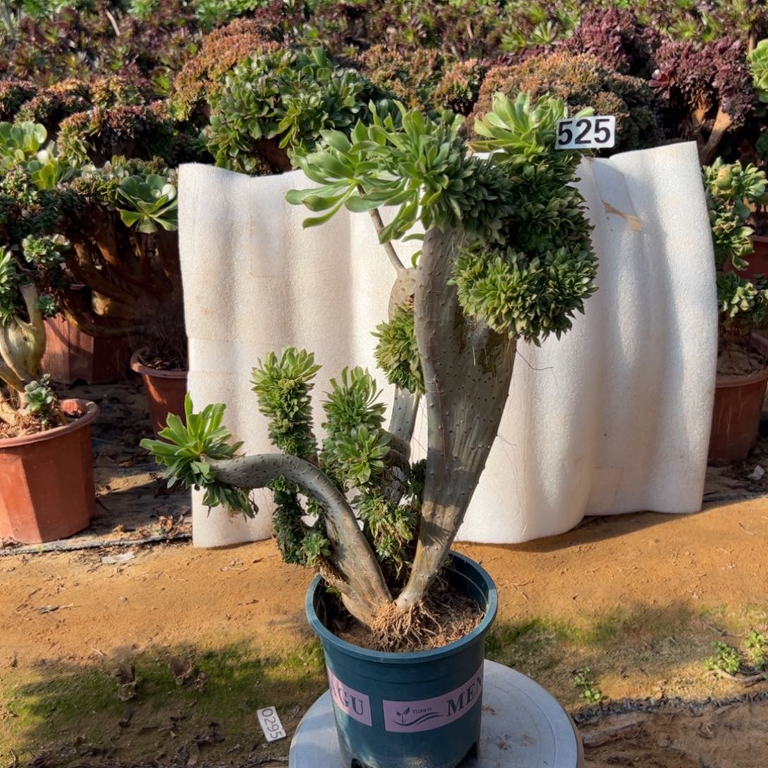 原始绿有伤525高度43