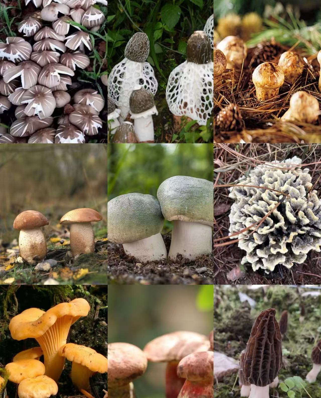 1【天-然-冰-片】净含量：10g-200g【阿徐现收】菌