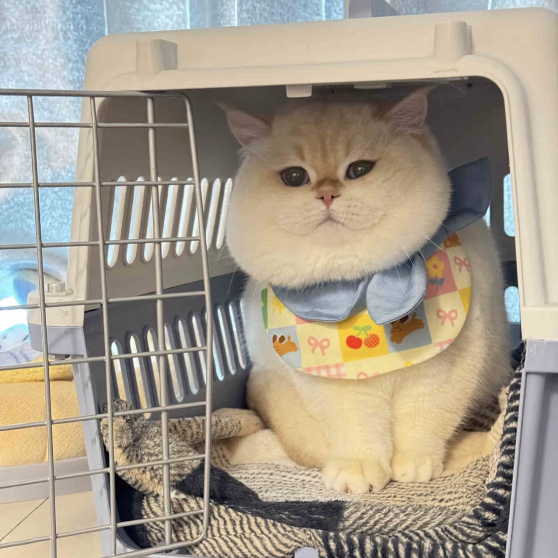 【自选专拍链接】自己备注编码宠物口水巾围脖半兜手工制品默认微瑕