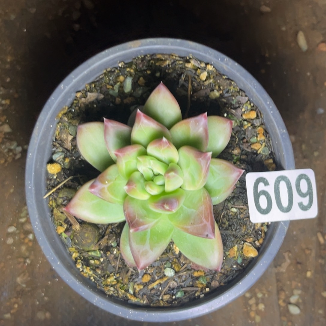 美人系单头多肉植物609