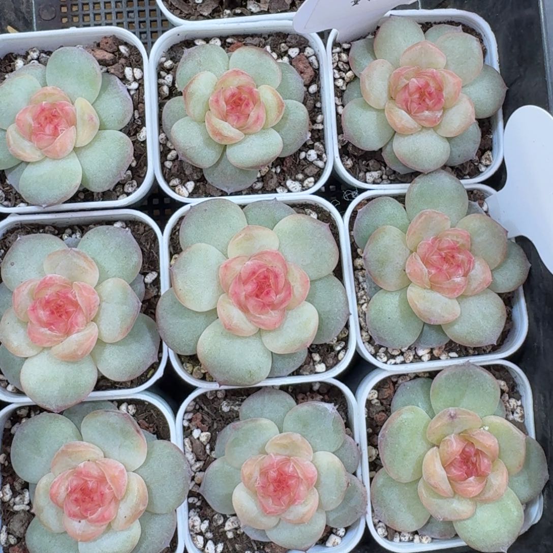 1121-034-淳儿一颗量拍