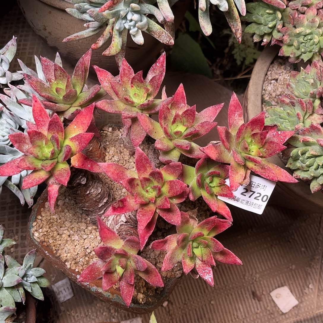 2720苹果叶多肉仙女杯