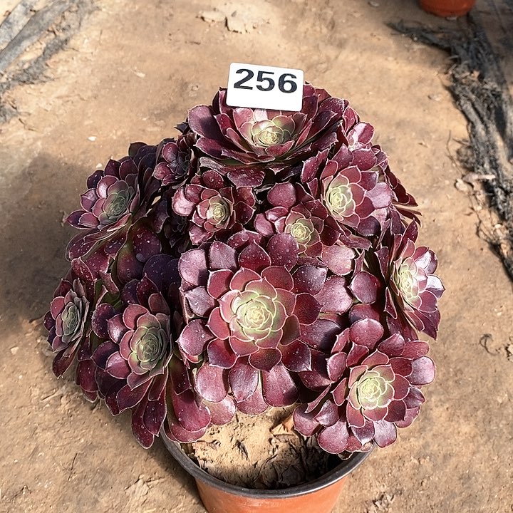 法师植物，12345678