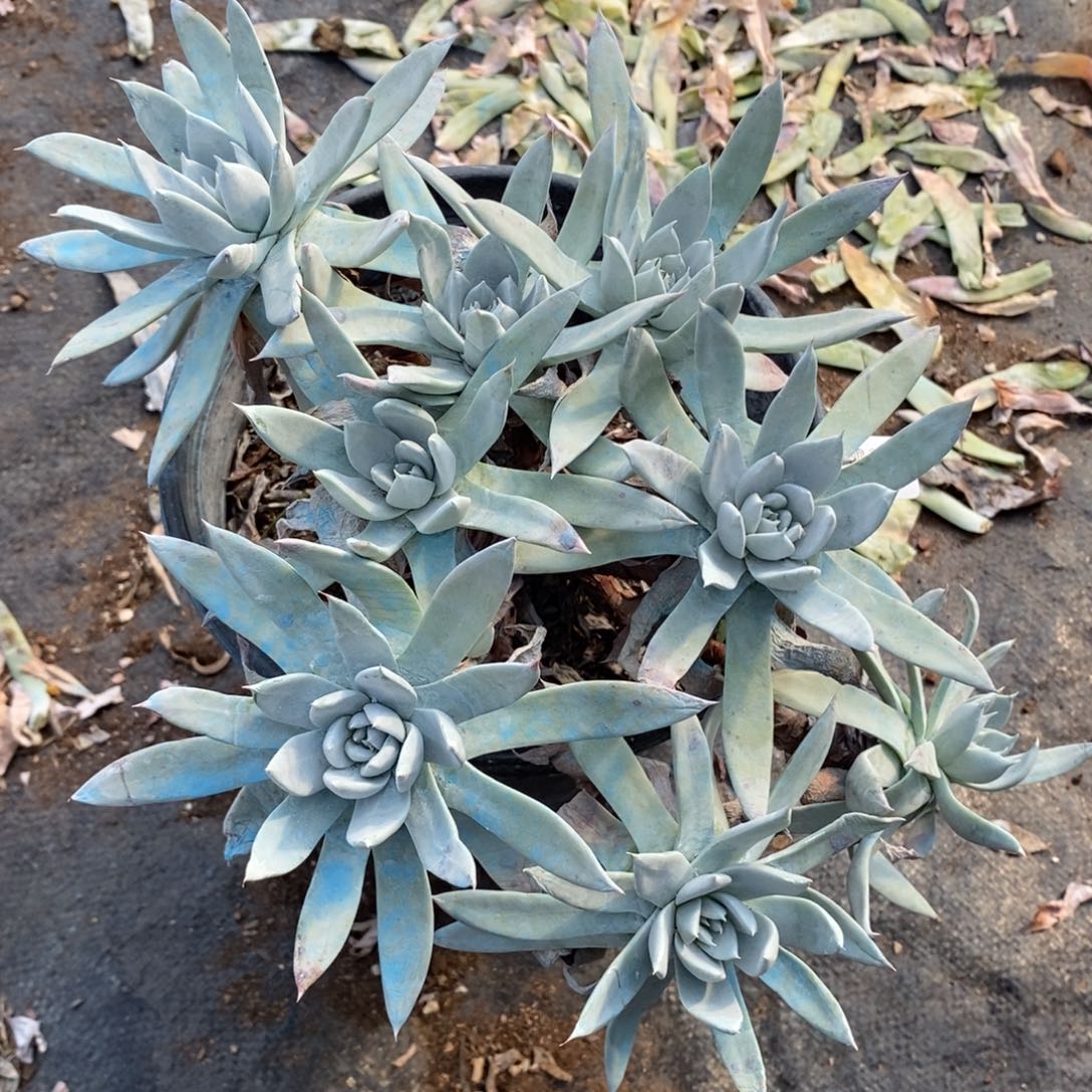 119号苹果叶瑕疵瑕疵