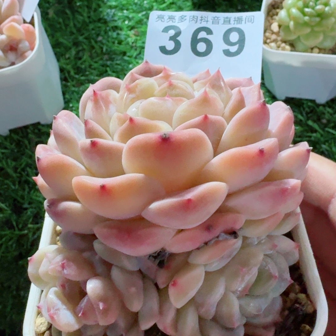 白巧冰魄         精品多肉