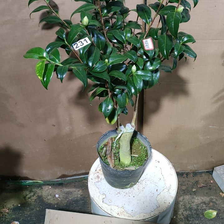 231五彩缤纷，原盆原土发货，不包邮