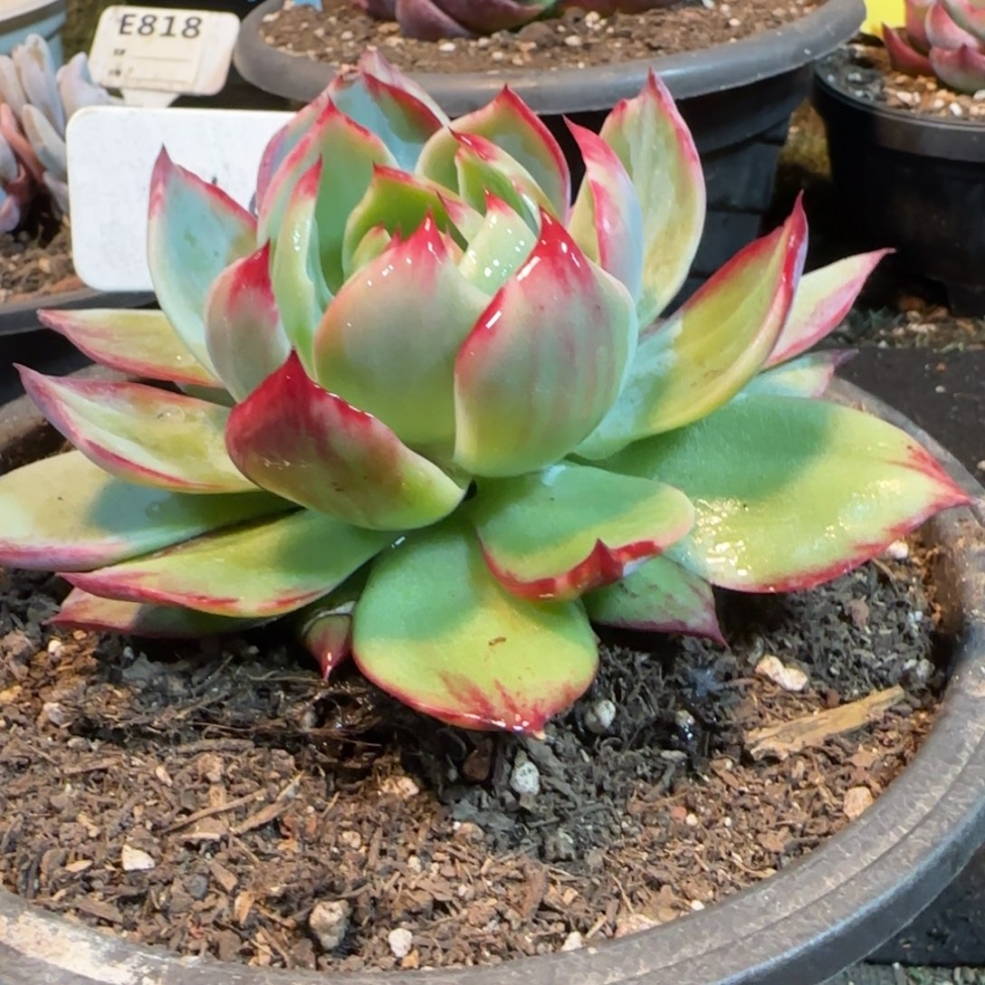 外翻拉丝惊鸿一物一拍包装收缩花旱143