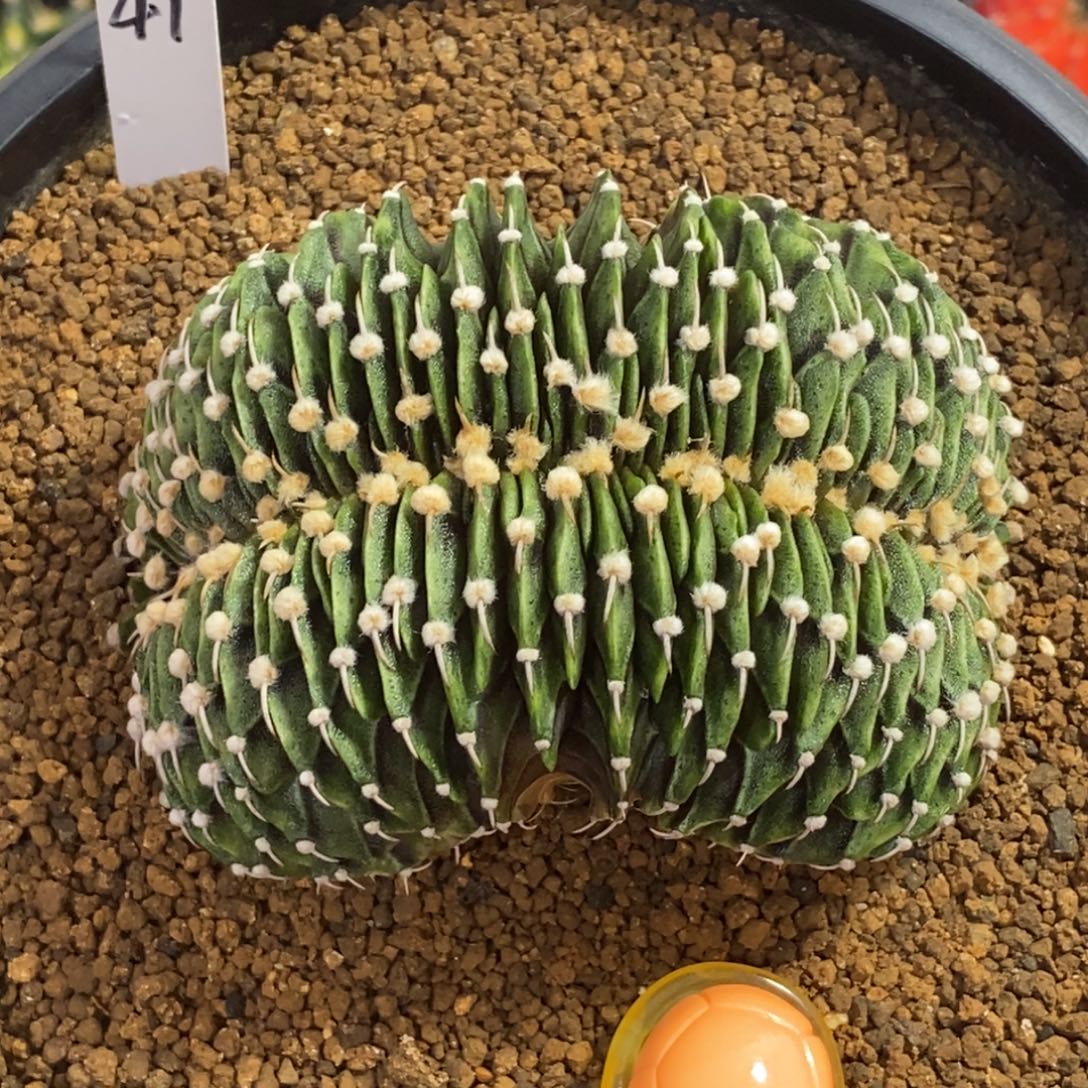 泰系肋骨缀化—带盆土发货37