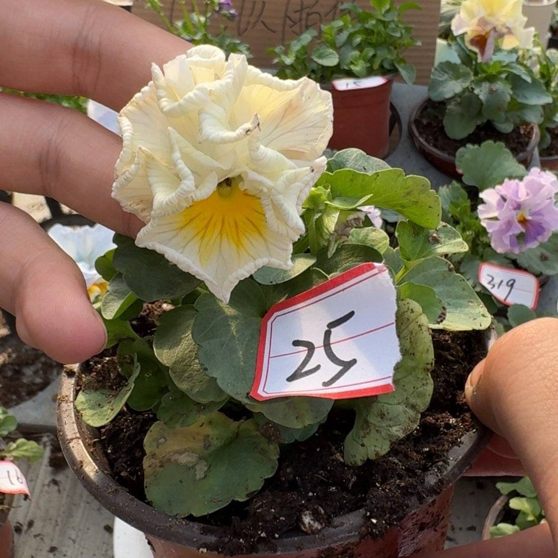 大部分花苞少量开放25