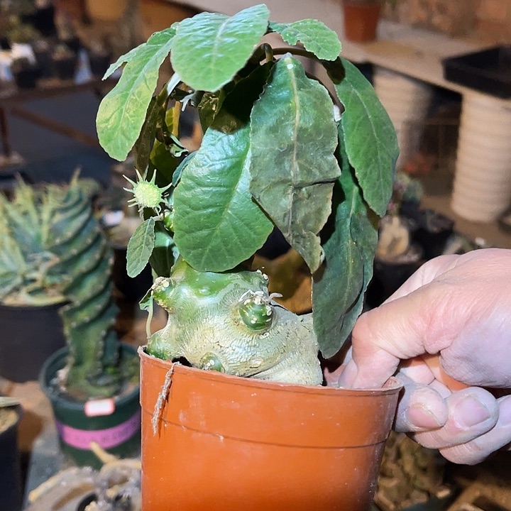 满38包邮2天凑单，脱土晾根年后发货多肉琉桑