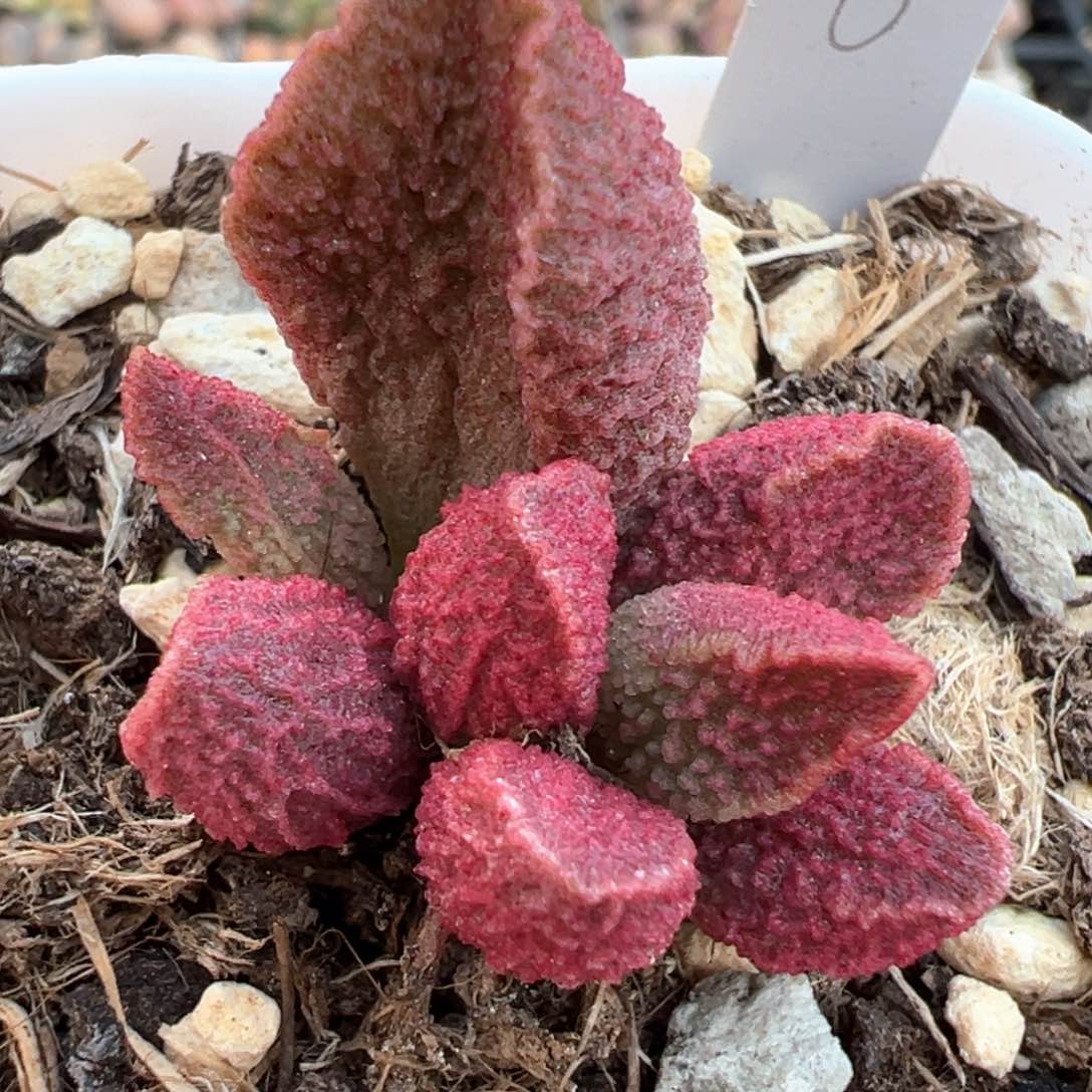 实生新品多肉植物水泡
