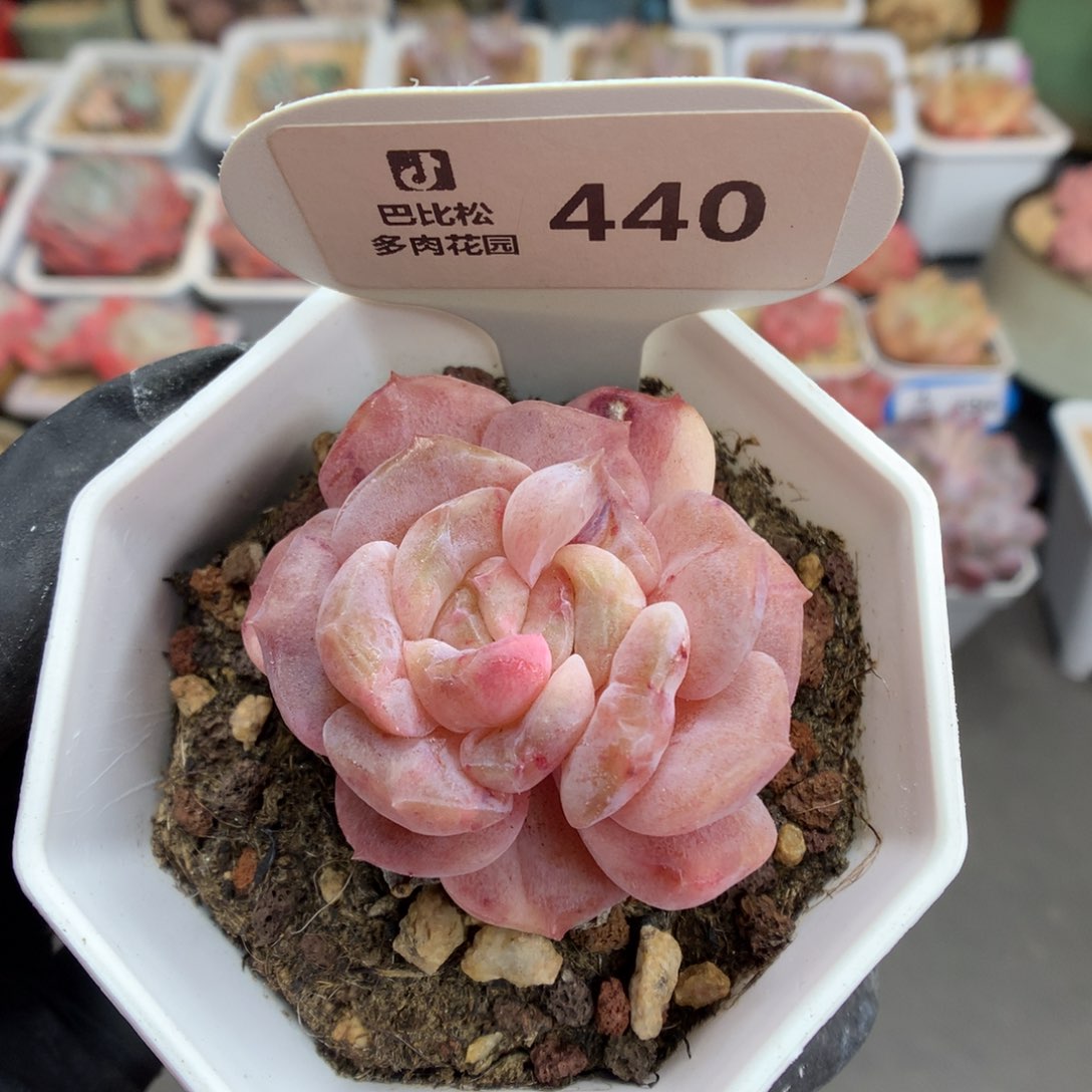 440 冰魄石化多肉