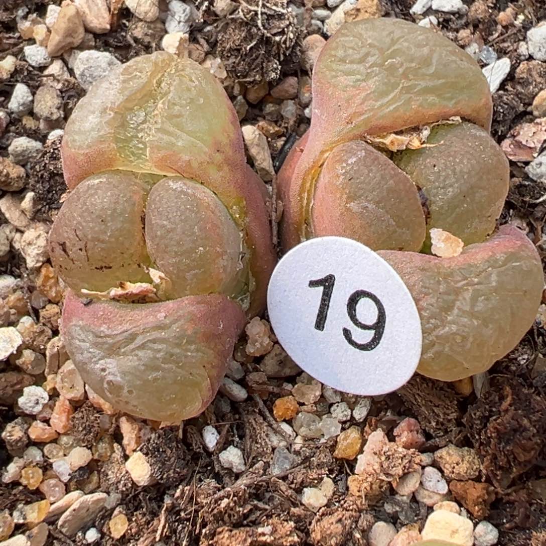 多肉植物1111111111111111