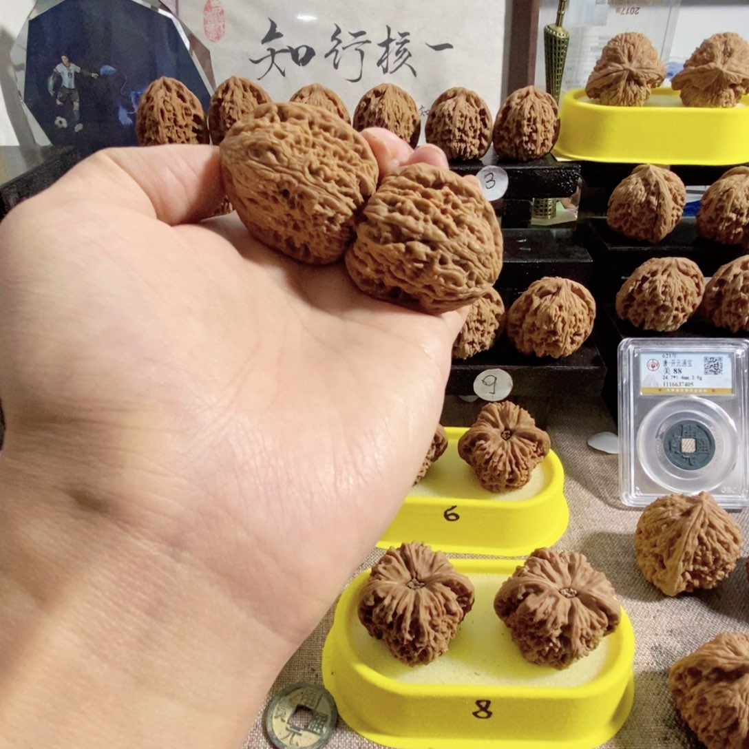 见***己木质类奥迪拉丝炮