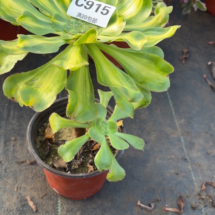 瑞妈，。。。。。915暴君