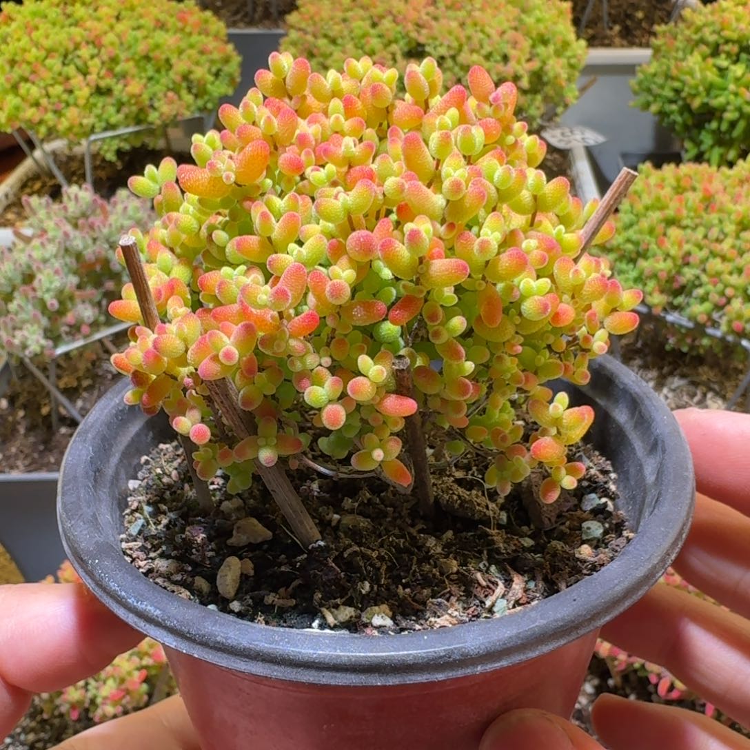 蜜桔糖球枝干番杏644