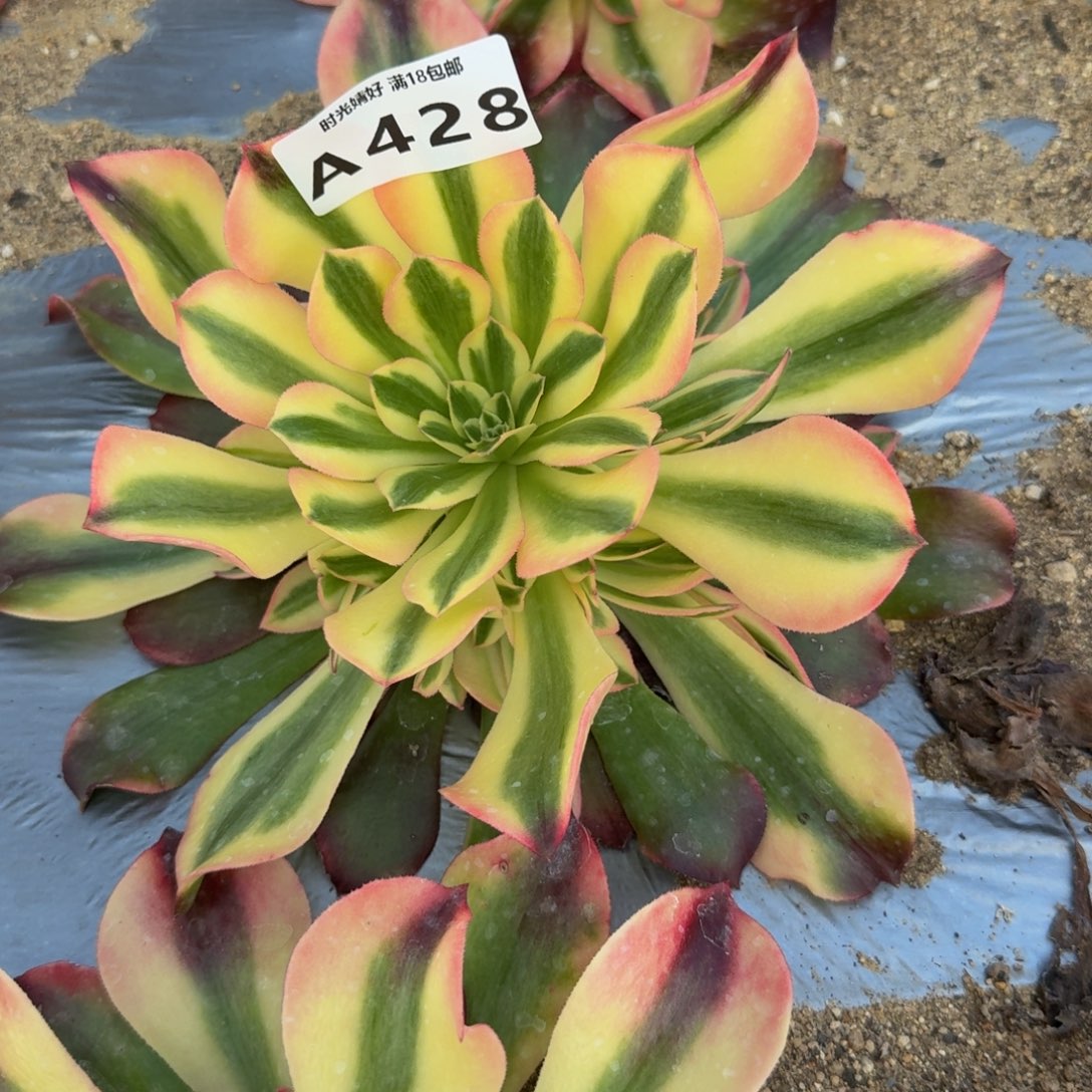 428香妃。多肉植物