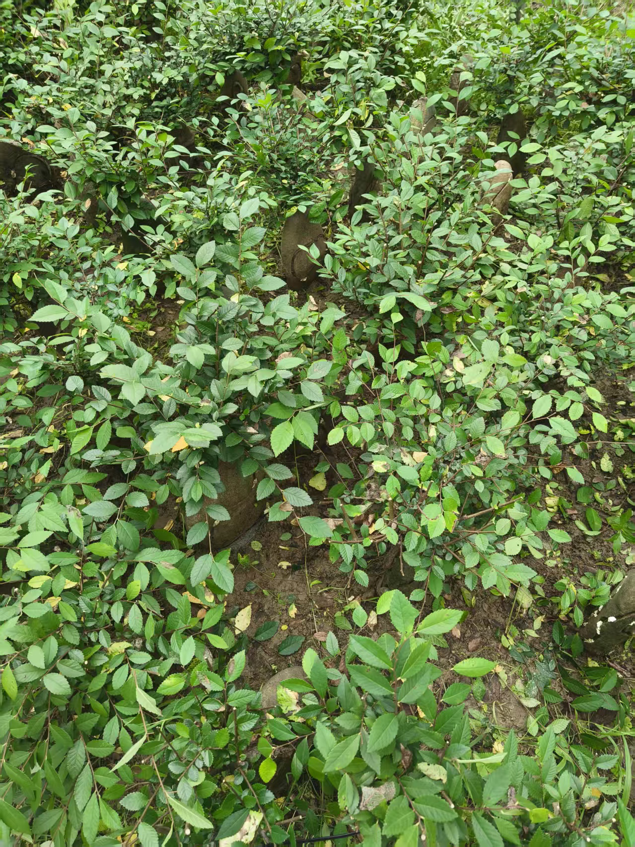 爬藤蔷薇老桩花苗耐热好养四季开花适合庭院种植花卉