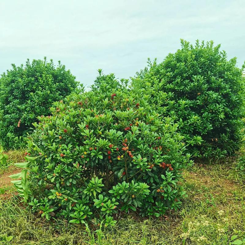 东魁杨梅苗/庭院绿植/盆景老桩/别墅庭院/阳台盆栽