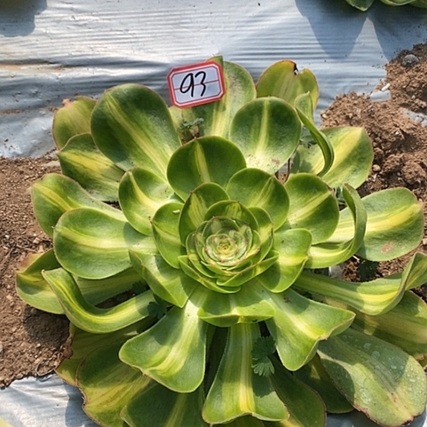 暴君法师法师93链接