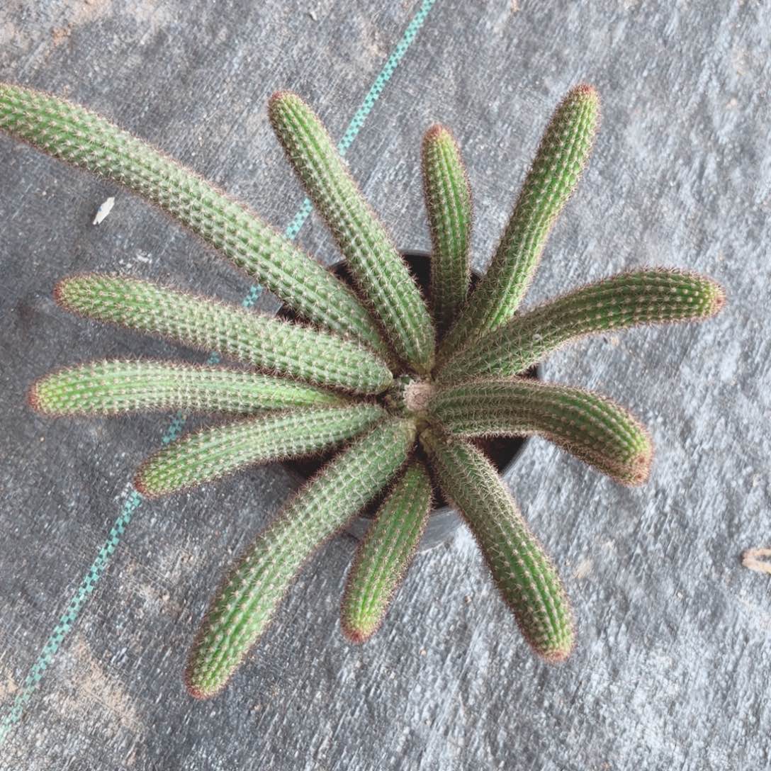 金妞一颗包邮包邮包邮