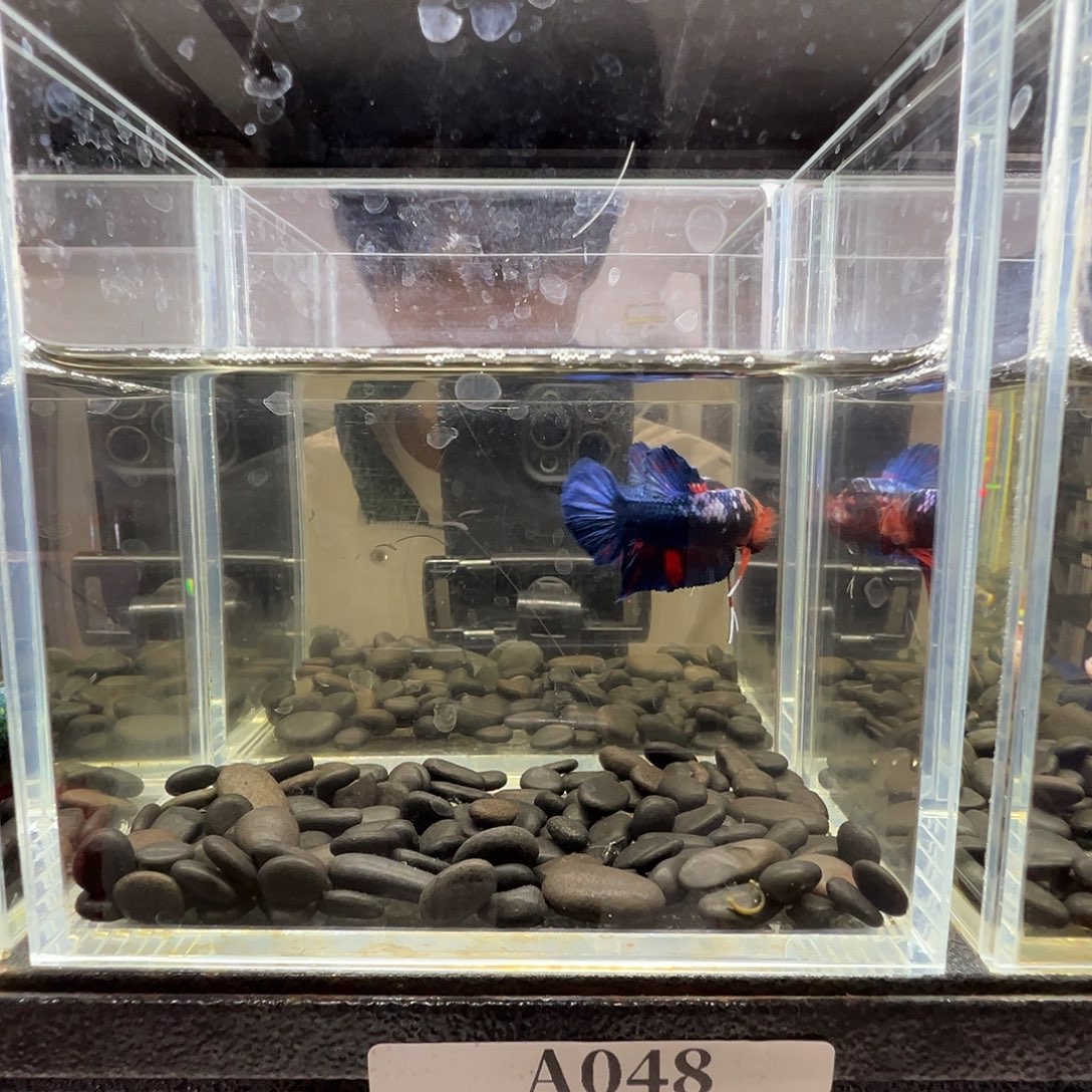 斗鱼阿浩泰斗14日48