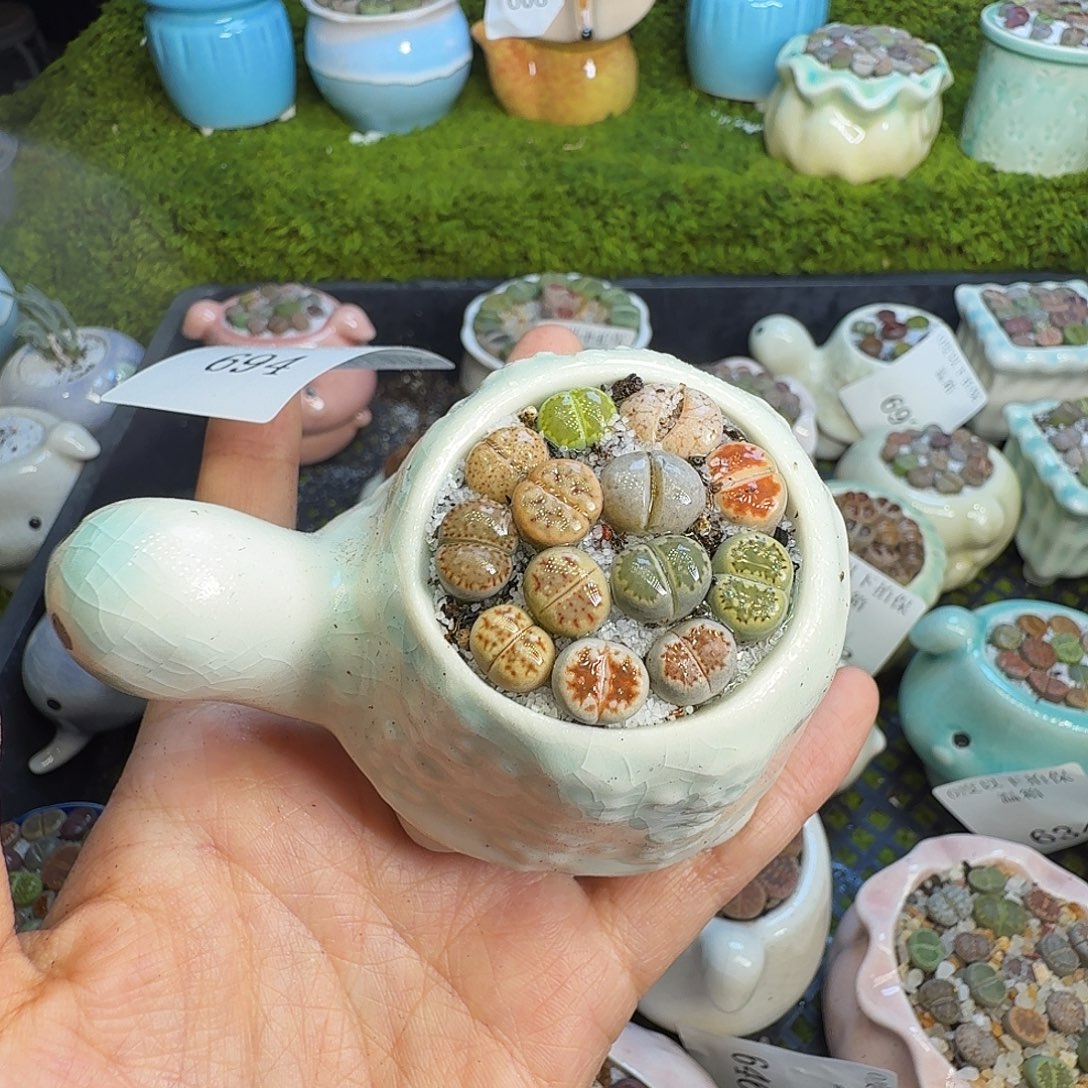 多肉植物福利冲694