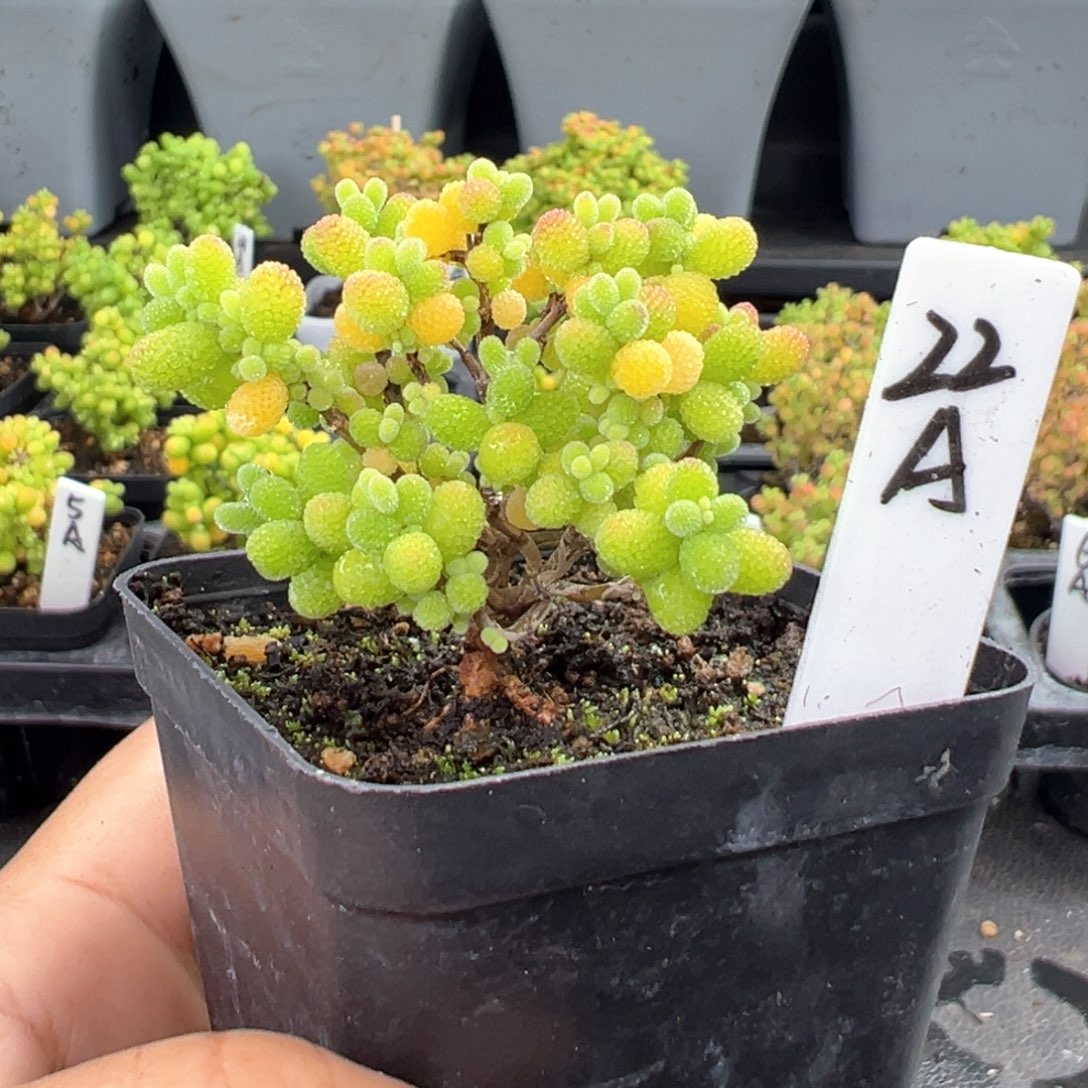 精控金桔糖球22号