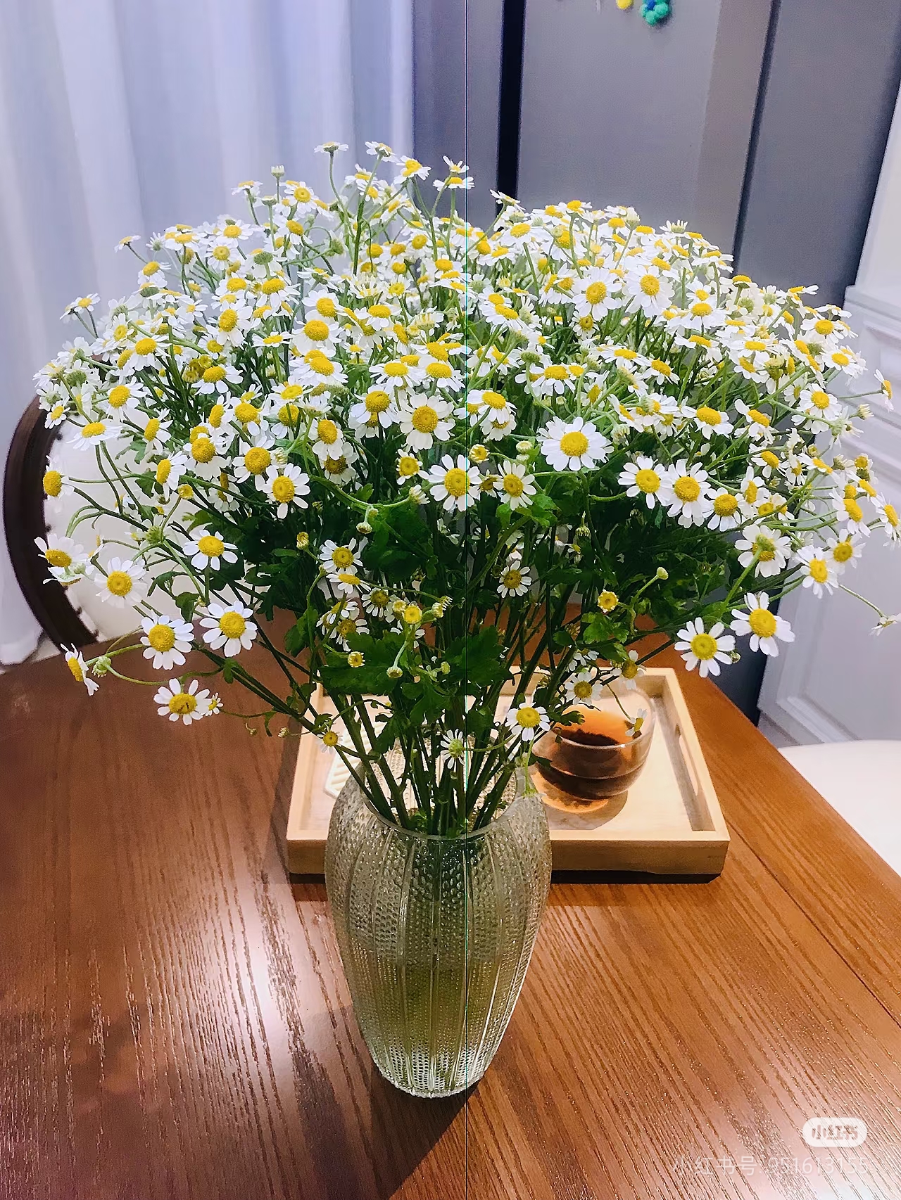 洋甘菊花期长家居鲜花