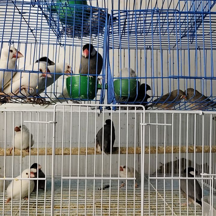 文鸟特价断尾灰白文鸟两只