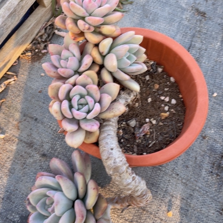 勇****273号奥普多肉