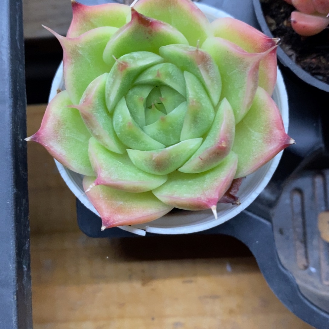 精品多肉一物一拍不包整108