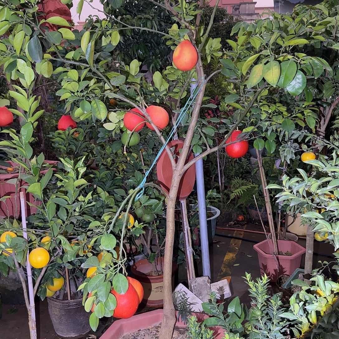 克***）无花朵果树11111111111111