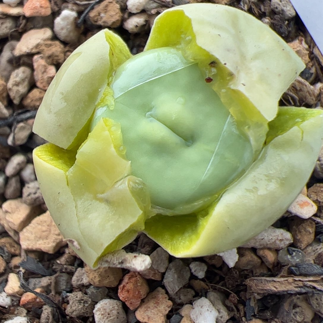 071号嘴多肉植物