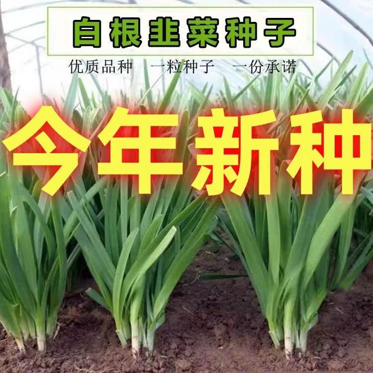 新791雪韭种子阳台盆栽菜园秋冬季蔬菜种子抗病速长香白根宽叶韭