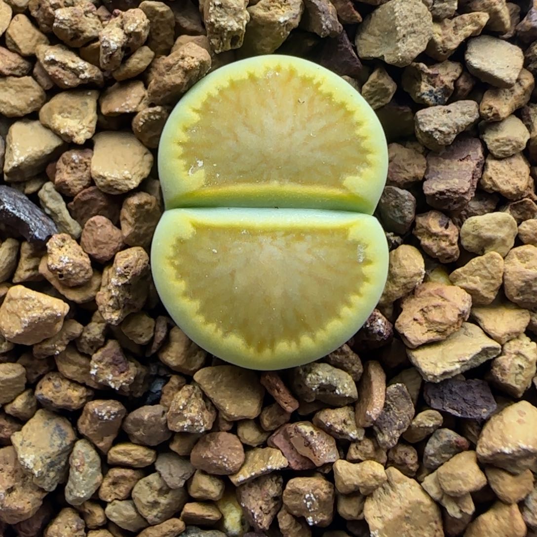 264 生石花大棚直播