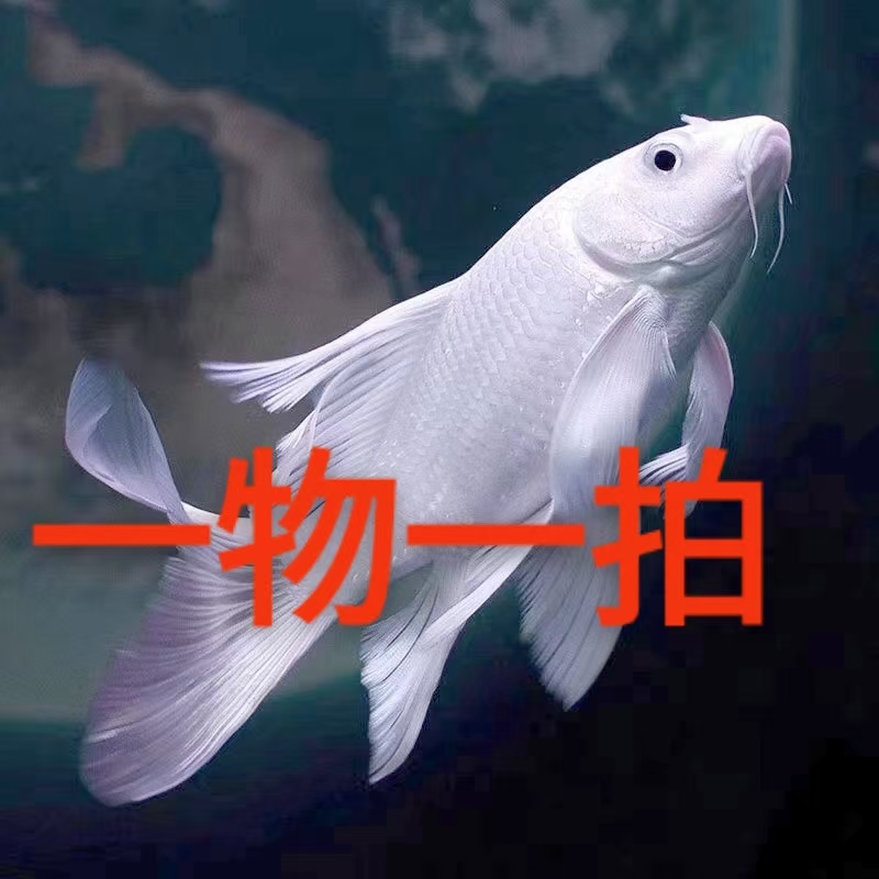 直播间观赏鱼一物一拍蝴蝶鲤观赏鱼苗淡水水鱼