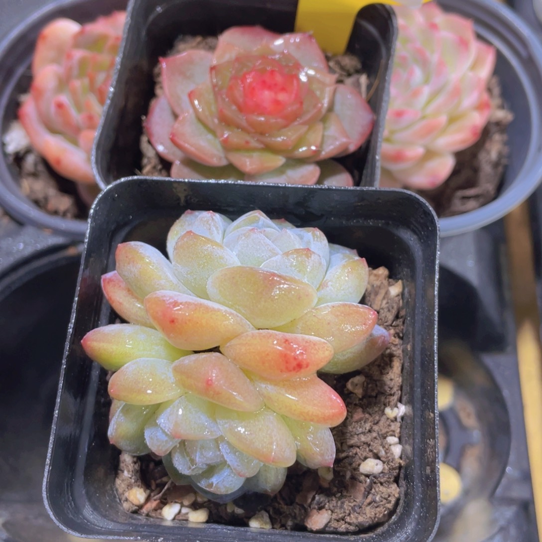 734号 糖心加冰玉杂