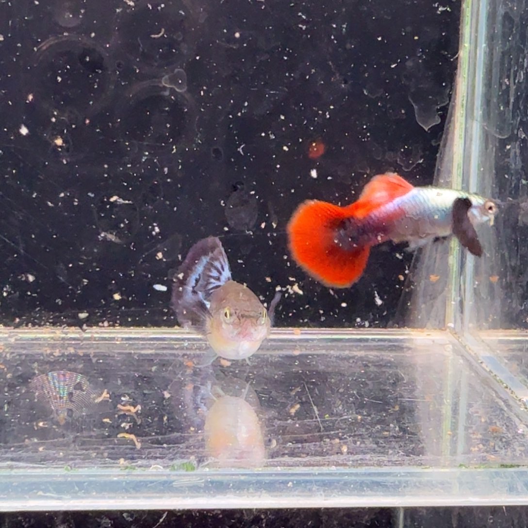 孔雀鱼鎏金花蝴蝶1对