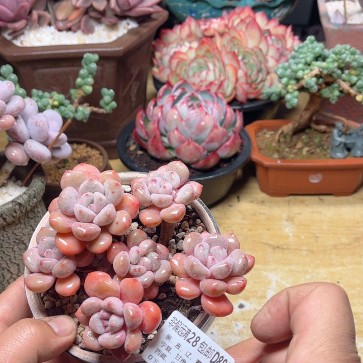 【闪购商品】889白露