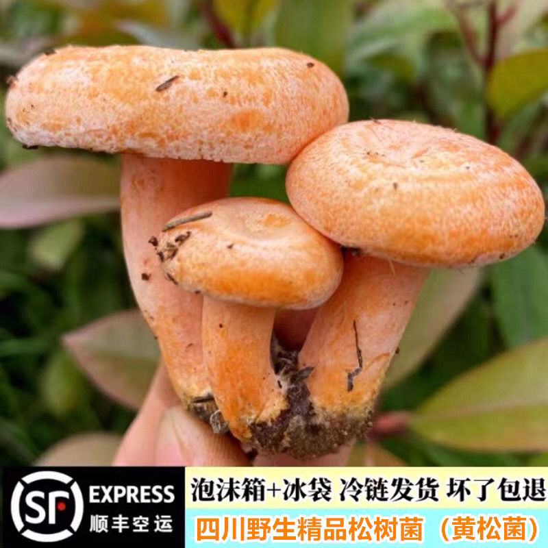 野生新鲜松树菌黄枞菌谷熟菌三九菇现货现发顺丰空运