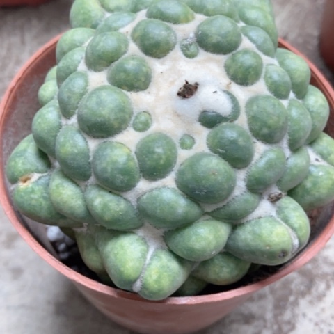 象牙仙人球18米仙人球